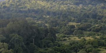 Rainforest Alliance COP26