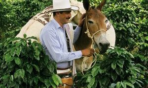 Juan Valdez