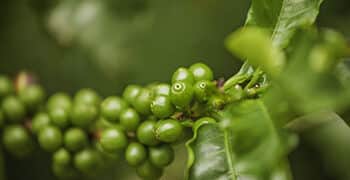 Coffee Sustainability Reference Code