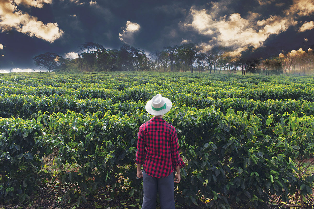 USDA FAS releases Coffee: World Markets and Trade 2020/21 forecast ...