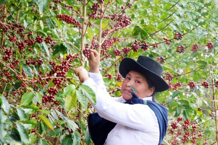 Peru Cup of Excellence