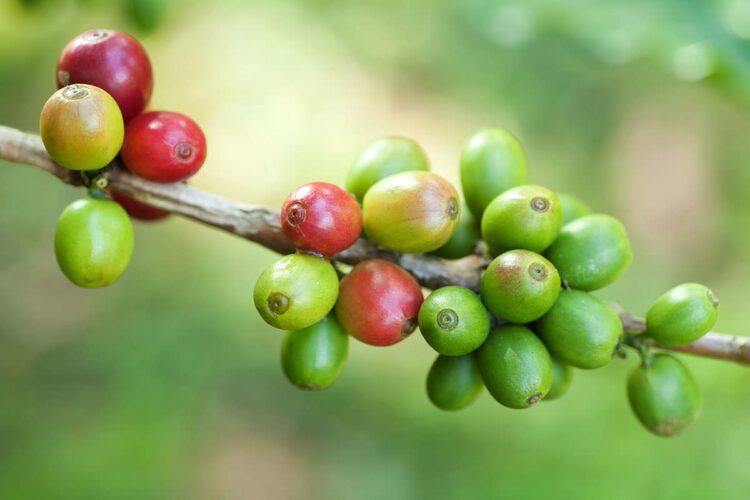 Sustainable Coffee Purchase Reporting