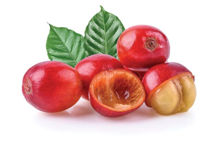 The cherry on top Continuous Coffee Cherry processing Global Coffee