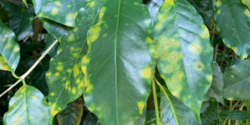 coffee leaf rust