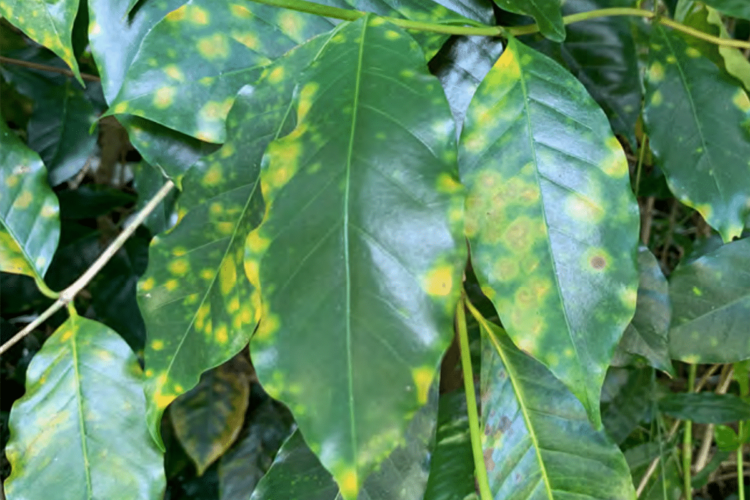 coffee leaf rust