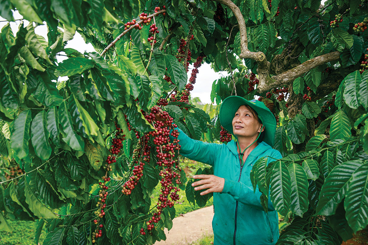 A new baseline for sustainable coffee production Global Coffee Report