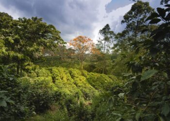 World coffee production down