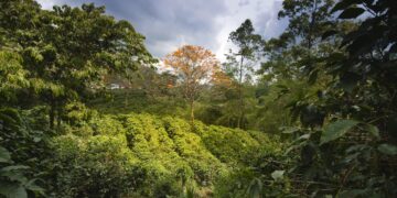 World coffee production down