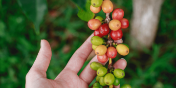 Neumann Kaffee Gruppe deforestation