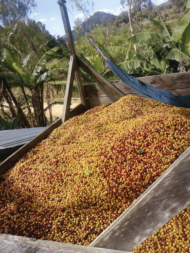 The Nicaragua coffee industry's remarkable resilience