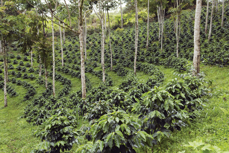 Agroforestry