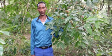 Ethiopia’s Forest Coffee