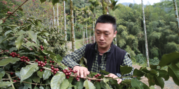 Remove term: Alliance of Coffee Excellence Alliance of Coffee Excellence