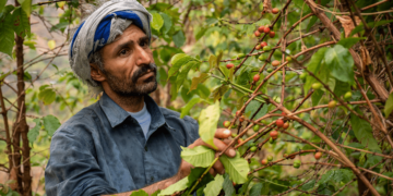 Best of Yemen auction