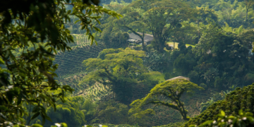 The Coffee Forest & Climate Agreement