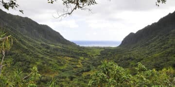 Hawaii coffee production