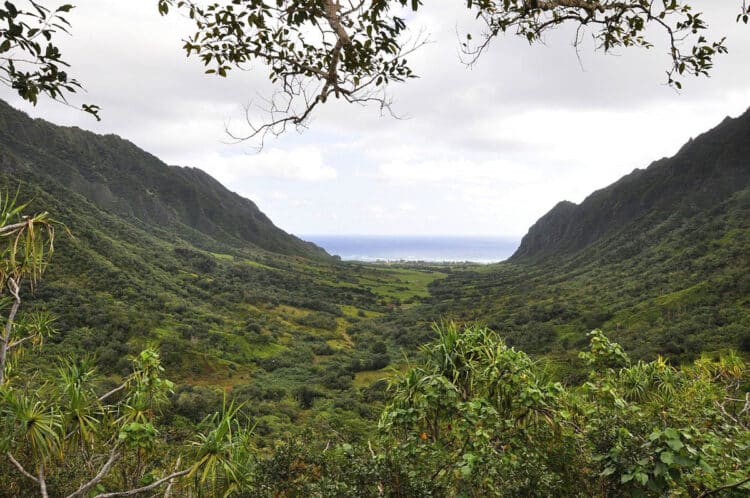 Hawaii coffee production