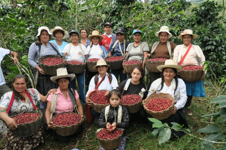 Café Femenino - Kerry