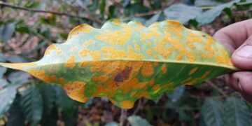 coffee leaf rust