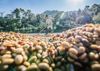 Climate change effects coffee quality