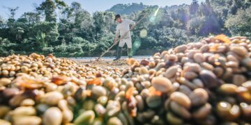 Climate change effects coffee quality
