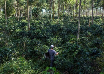 climate smart coffee