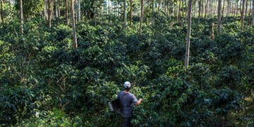 climate smart coffee