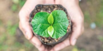 4c sustainability certification