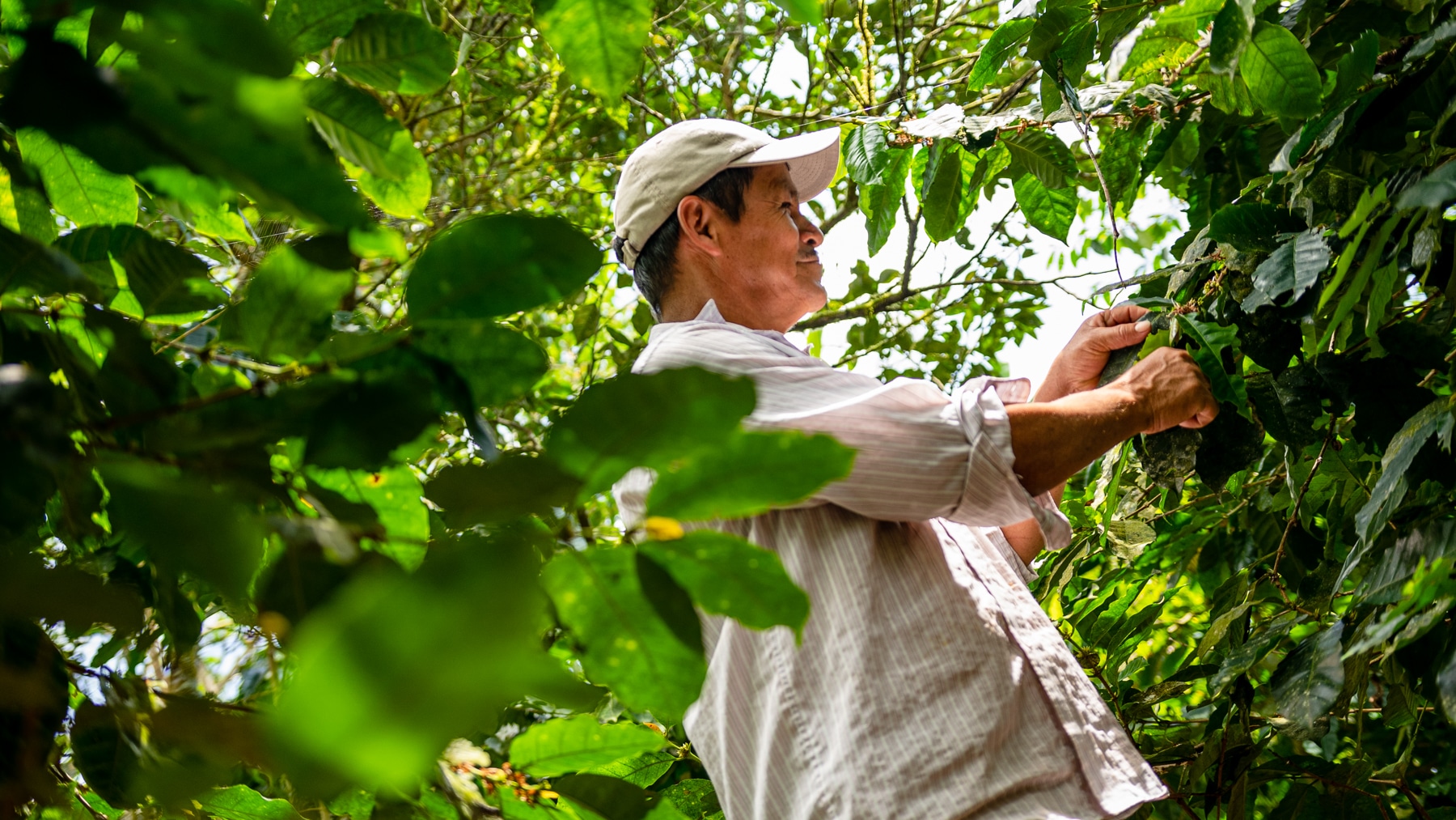 Fincas proveedoras de Caravela Coffee logran estándar internacional de carbono neutralidad