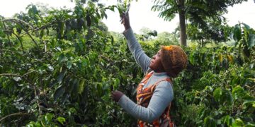 Finagro Plantations wins Tanzania Ngorongoro Private Collection Auction