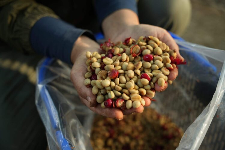 Private Collection Auction