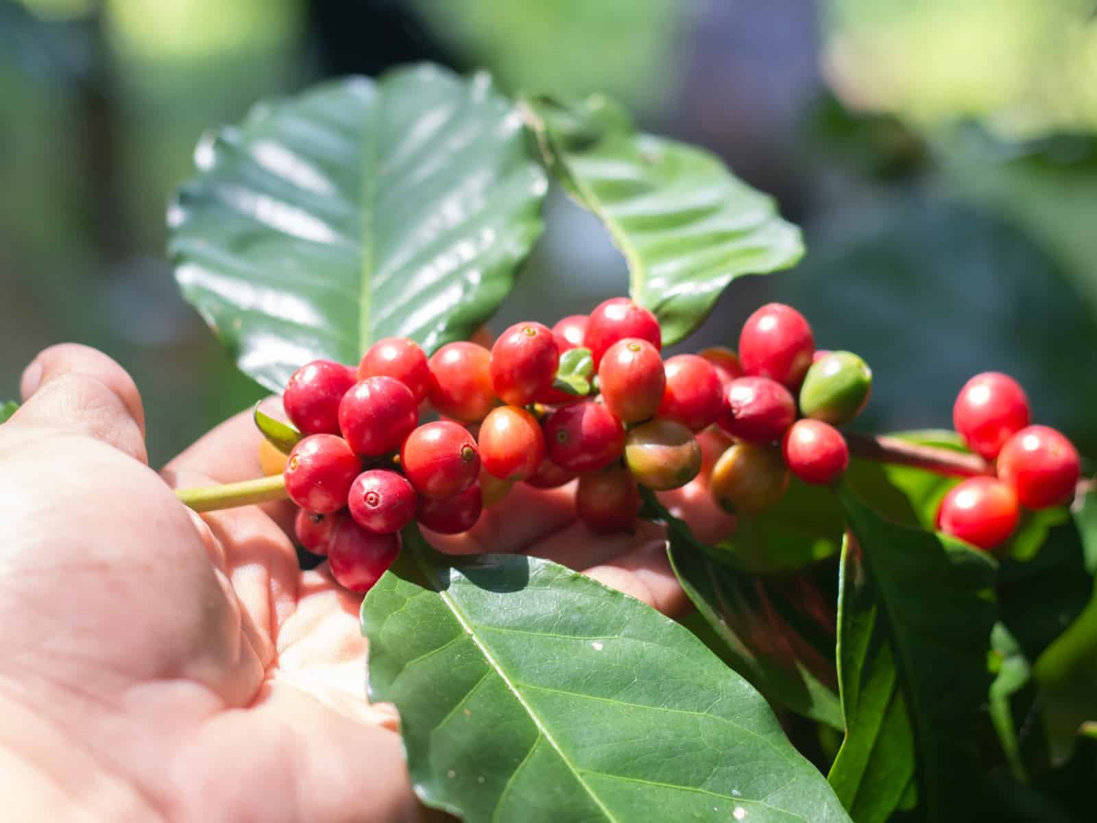 GCP report shows leading coffee companies' increase in sustainable