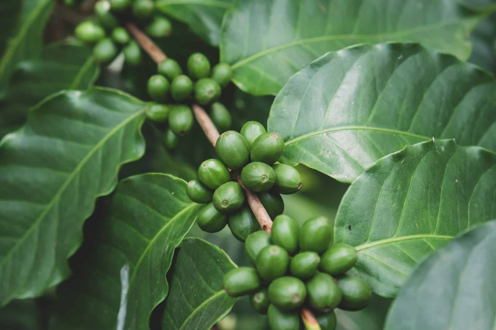 Explore green beans in the July/August edition of Global Coffee Report