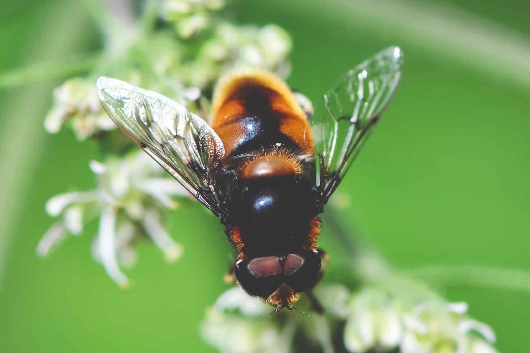 How climate change is impacting coffee crop pollination - Global Coffee ...