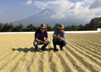 JDE Peet's coffee farmers