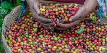A record breaking 10 coffees scored over 90 points at the most recent Cup of Excellence competition on 28 May in El Salvador. Image:  Cavan/stock/adobe.com