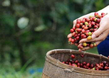 The International Coffee Organization (ICO) is launching a global campaign in time for International Coffee Day on 1 October.