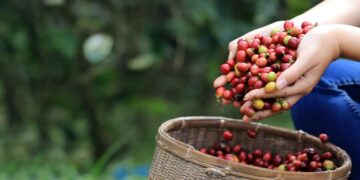 The International Coffee Organization (ICO) is launching a global campaign in time for International Coffee Day on 1 October.