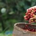 The International Coffee Organization (ICO) is launching a global campaign in time for International Coffee Day on 1 October.