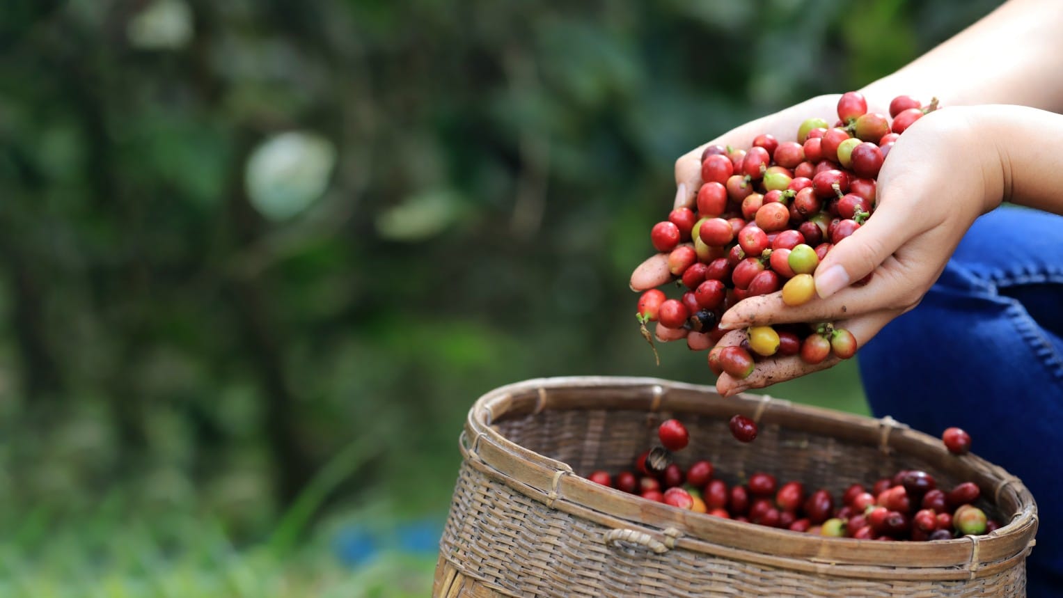 The International Coffee Organization (ICO) is launching a global campaign in time for International Coffee Day on 1 October.