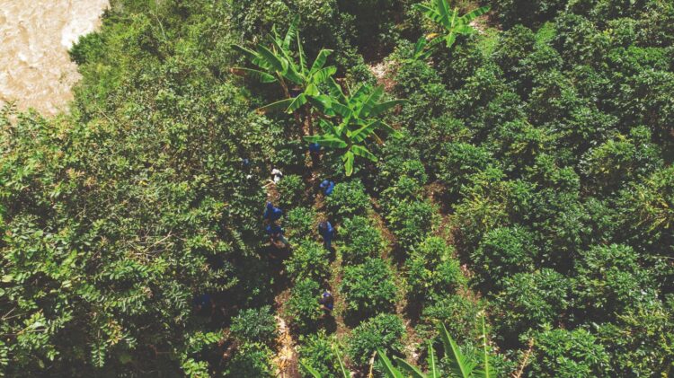 Neumann Kaffee Gruppe explains how its NKG Verified initiative exemplifies its commitment to a growing sustainable coffee industry. Image: Neumann Kaffee Gruppe