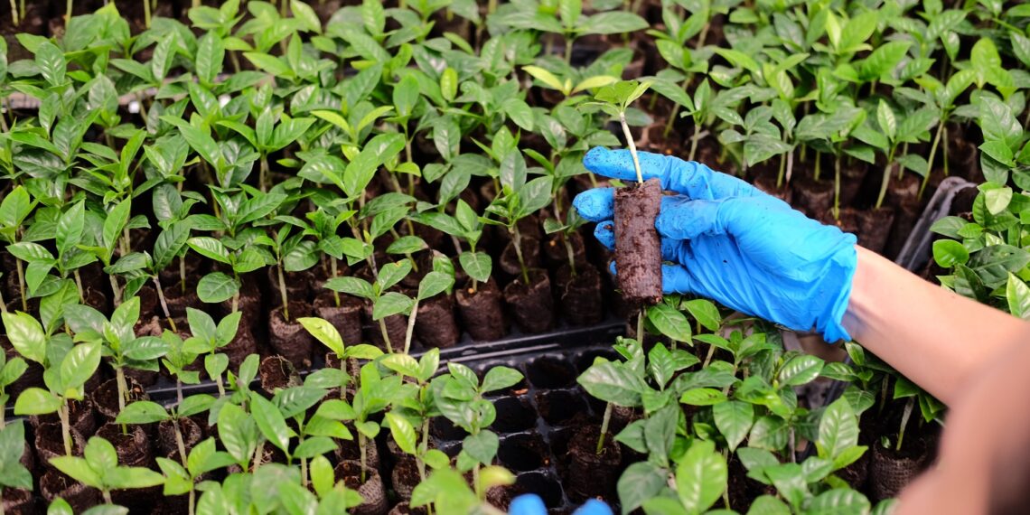 Image: World Coffee Research