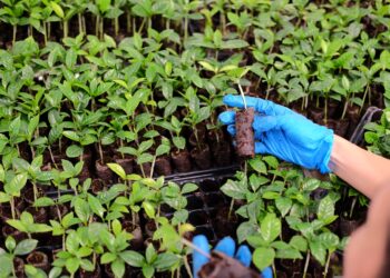 Image: World Coffee Research