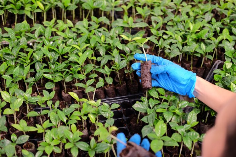 Image: World Coffee Research