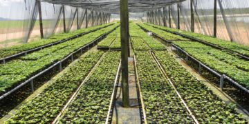 ISIC explores how to standardise the measurement of green coffee’s environmental impact.