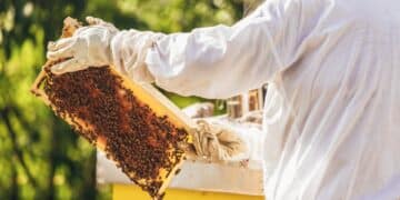 Honey bees for Nespresso Bloom