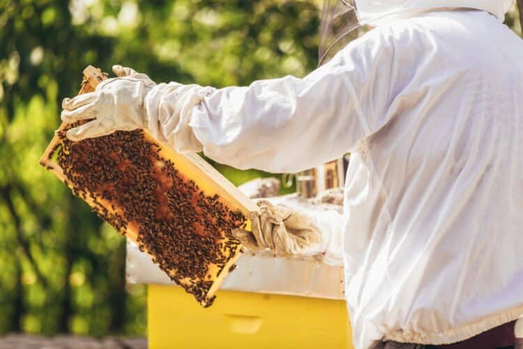 Honey bees for Nespresso Bloom