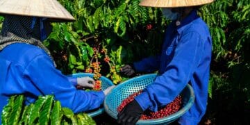 Coffee farmers impacted by coffee price volatility