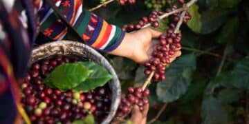 Fairtrade Internationald and coffee&climate have signed an MoU.
