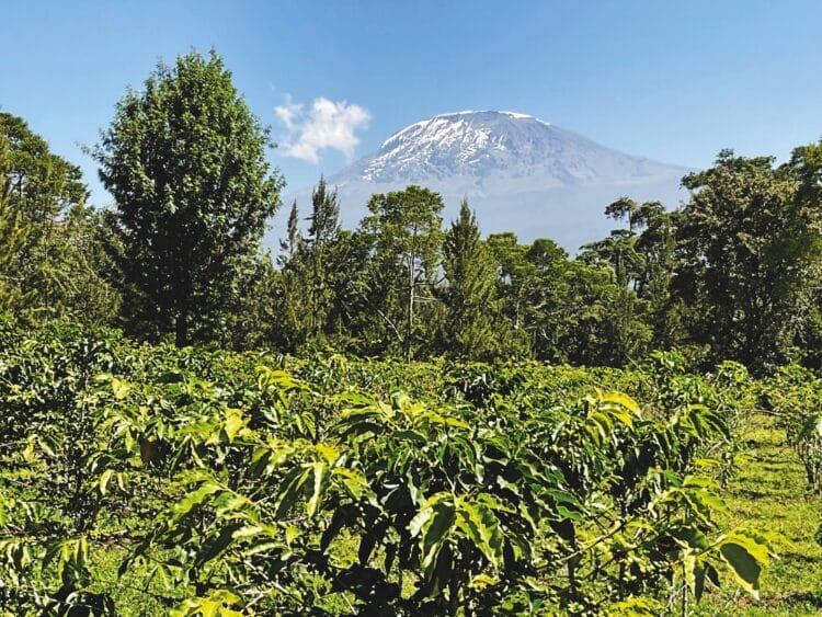 The view of Mount Kilimanjaro from the Machare Estate in Tanzania.